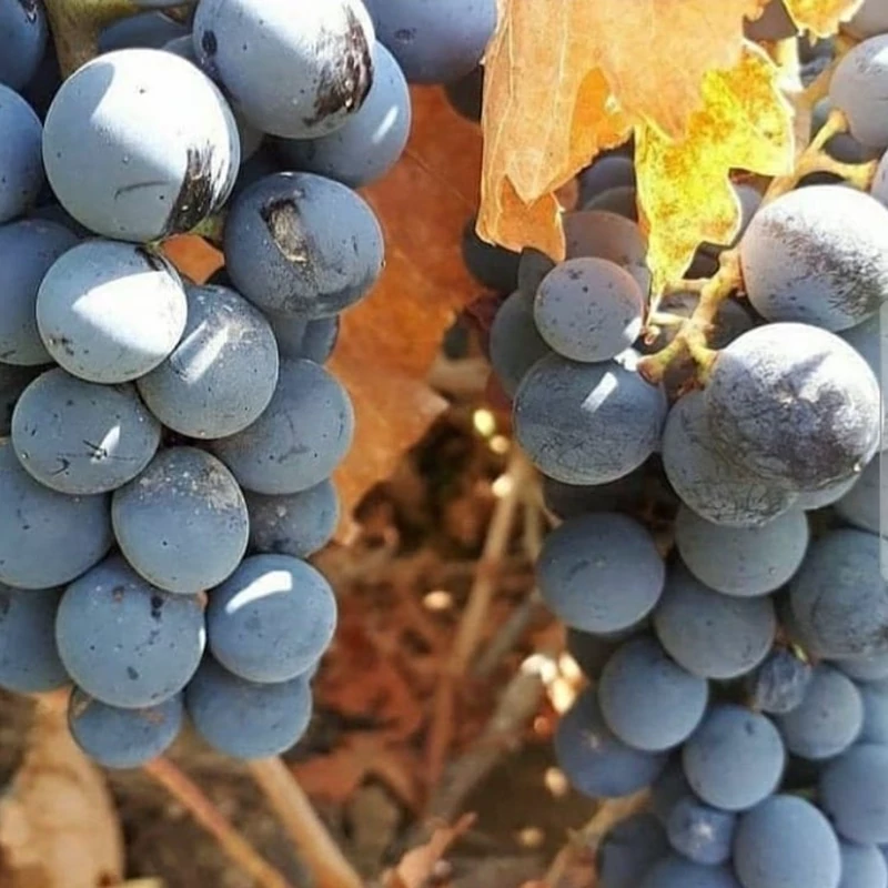 نهال انگور سیاه بی هسته (پس کرایه)