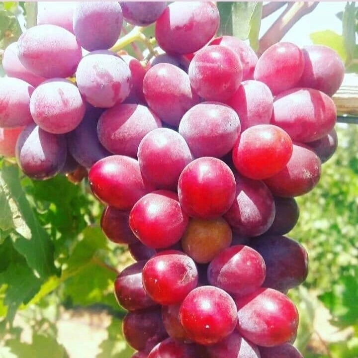 انگور رقم فلیم سیدلس (پس کرایه)