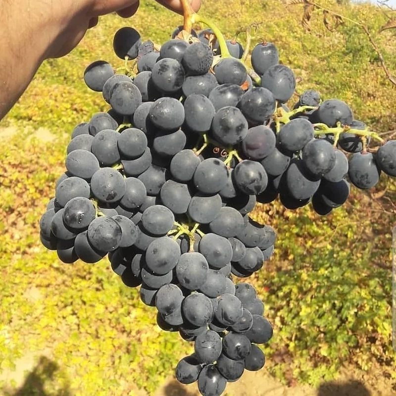 نهال انگور رقم رشه سردشت (پس کرایه)