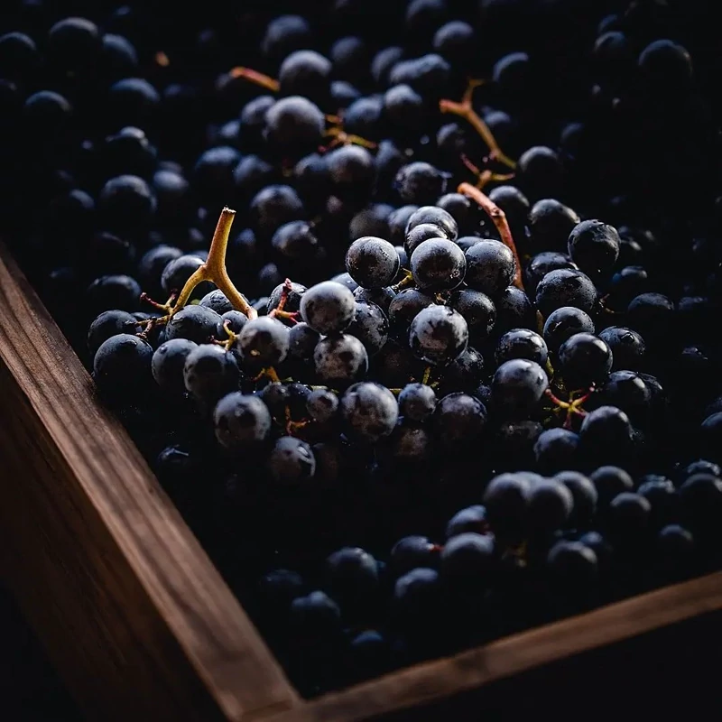 نهال دوساله انگور  سیاه بیدانه (پس کرایه)