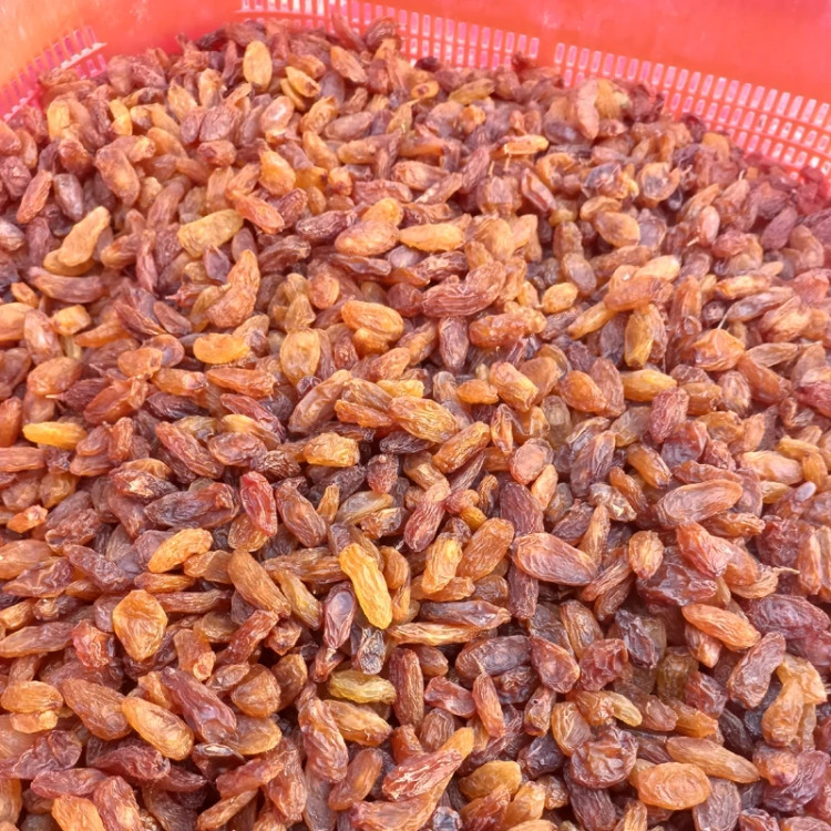 کشمش آفتابی درجه 1 عنابی و درشت