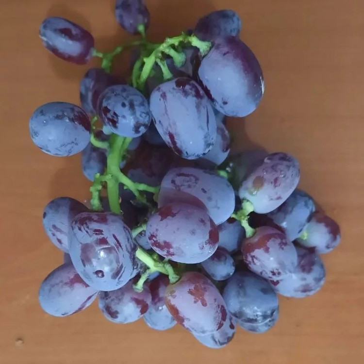 خرید نهال انگور صاحبی