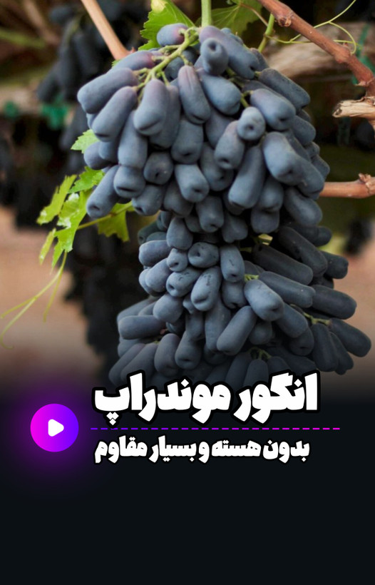 نهال انگور موندراپ تضمینی (سویت شاپر)