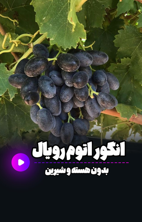 نهال انگور اتوم رویال