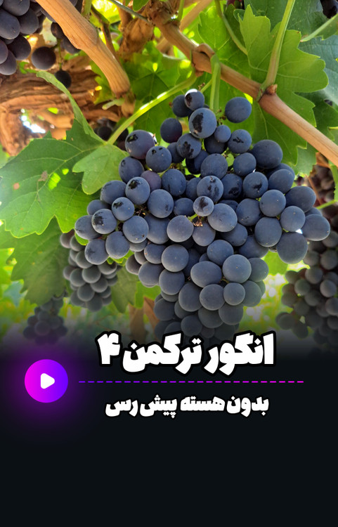انگور ترکمن 4 بی هسته