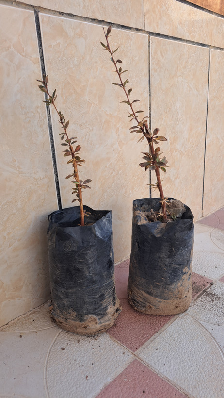 نهال زرشک پفکی دوساله تکی