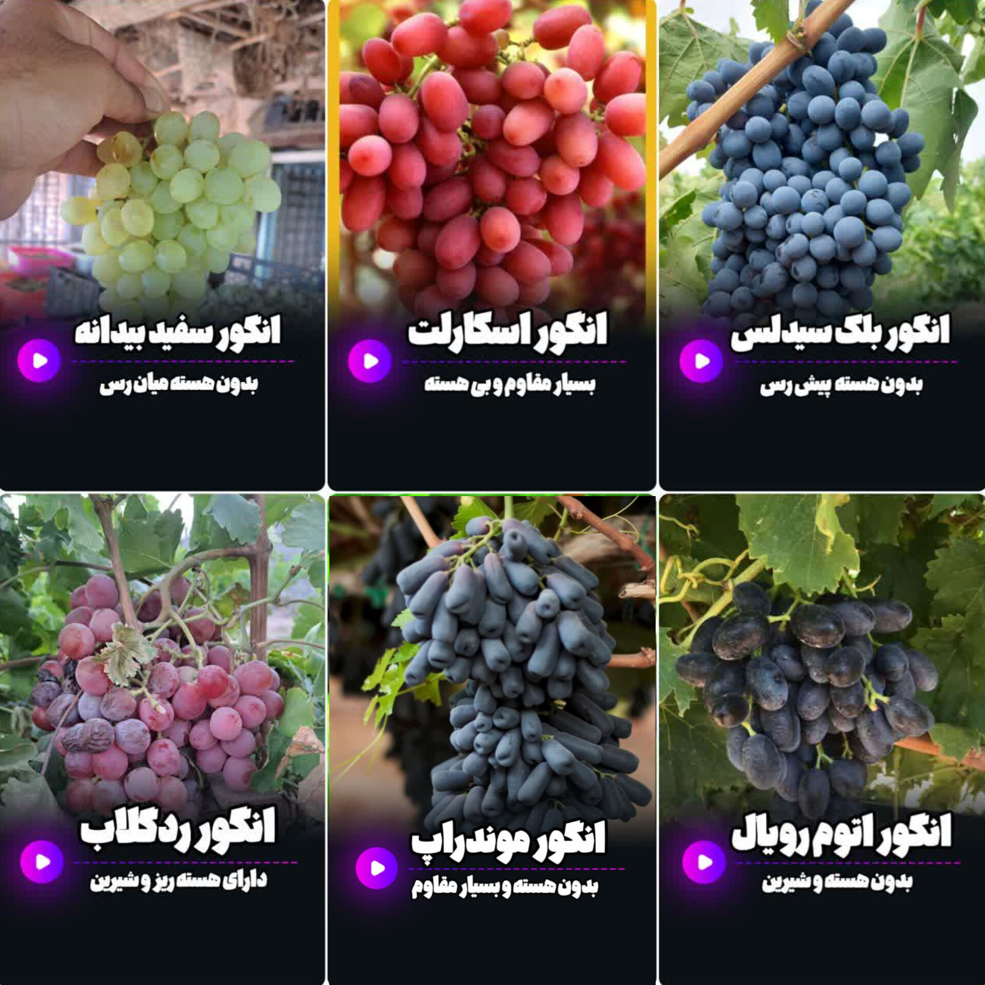 خرید پک اقتصادی ۶ تایی نهال انگور