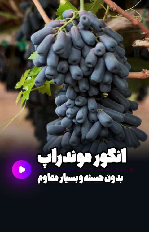 موندراپ