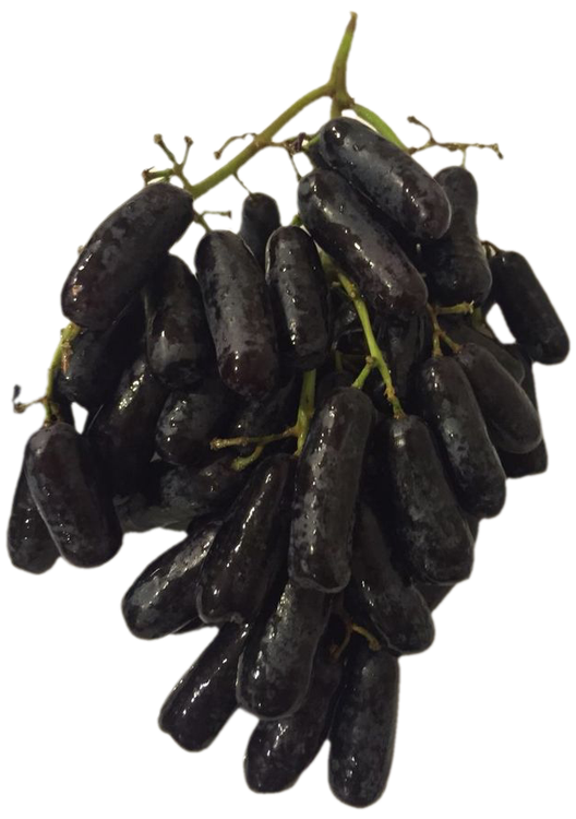 انگور بلک ویلیام بدون هسته