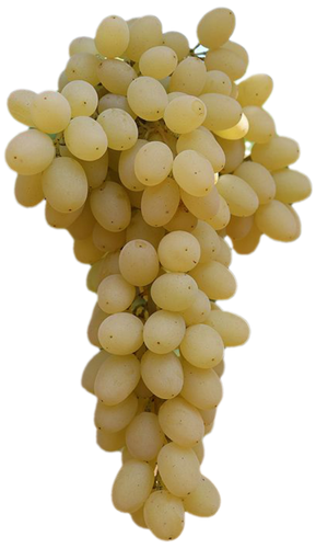 نهال انگور سفید بیدانه