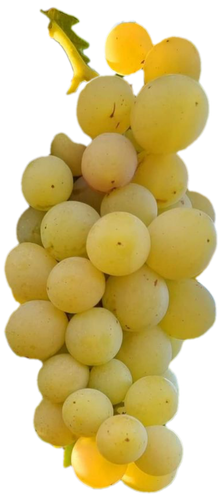 نهال انگور لعل سغید