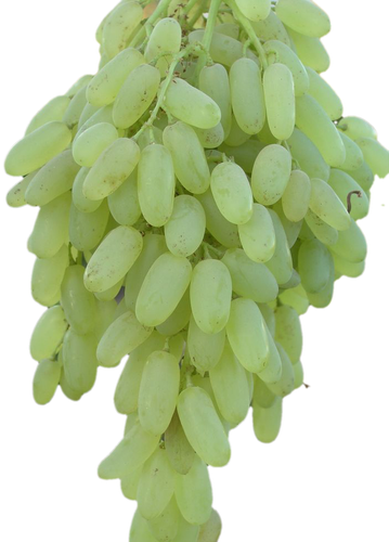 انگور پیکامی کاشمر