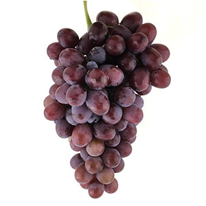 نهال انگور کندری قرمز