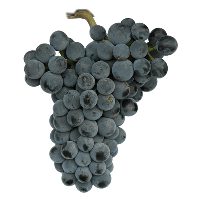 نهال انگور شامپاین